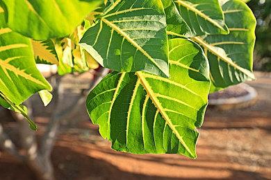 科隆：《穿越火线X》巴比伦更新上线 新增大量内容