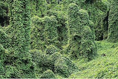 《宝可梦：朱紫》新泰拉挑战2月12日启动  强力爱心鱼参战